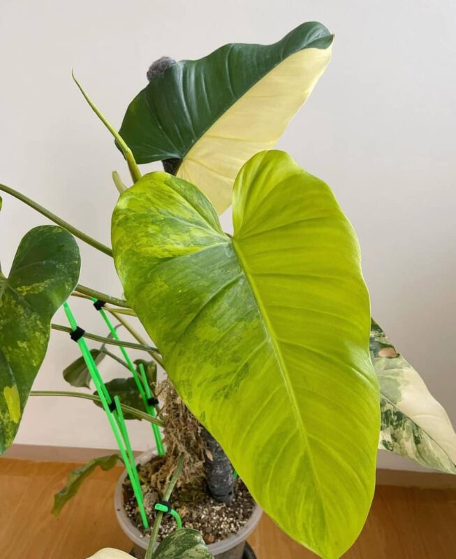 Philodendron Domesticum Variegata for sale