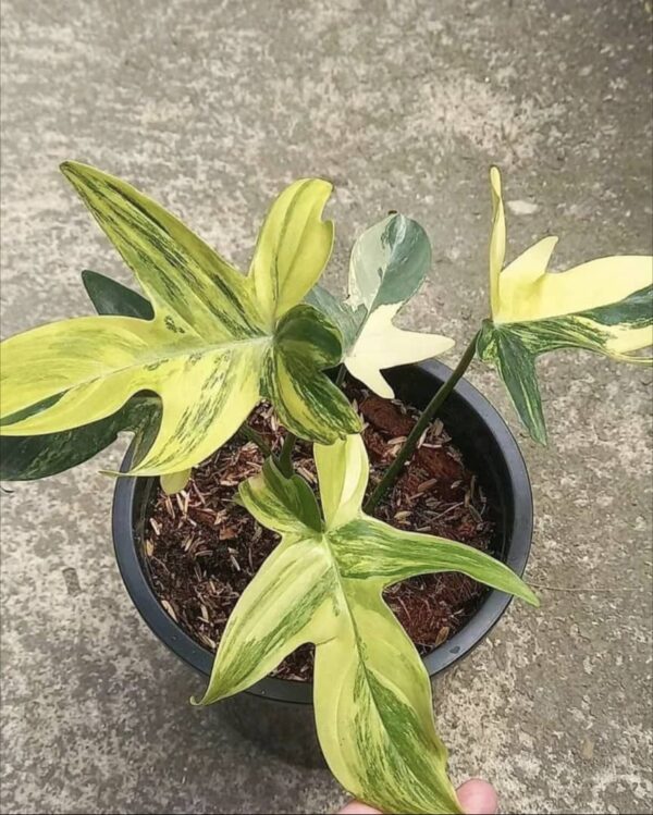Philodendron Pedatum Variegated for sale