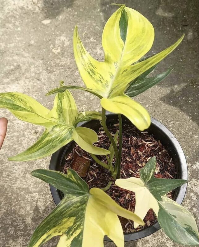 Philodendron Pedatum Variegated for sale