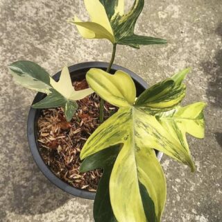 Philodendron Pedatum Variegated