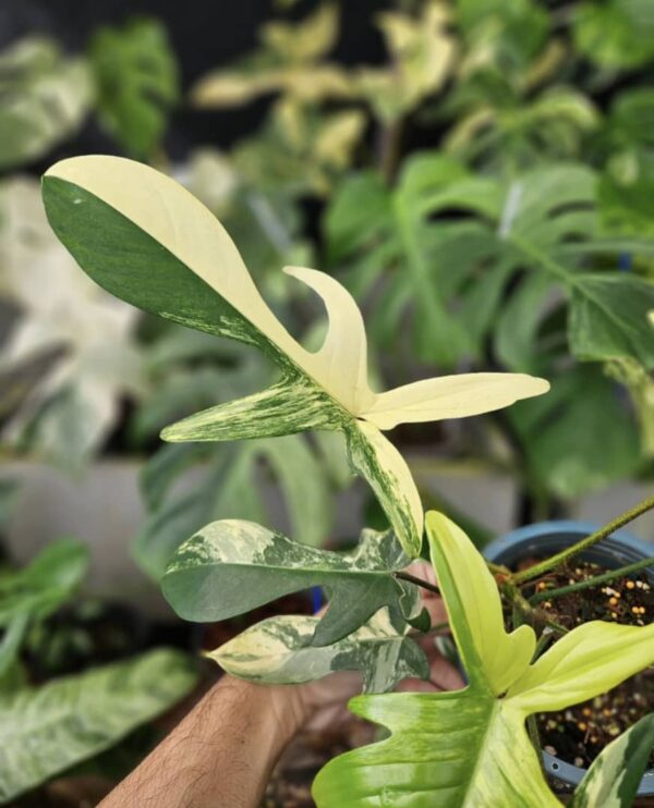 philodendron florida beauty variegated