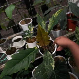 Philodendron Caramel marble with Phithosanitary
