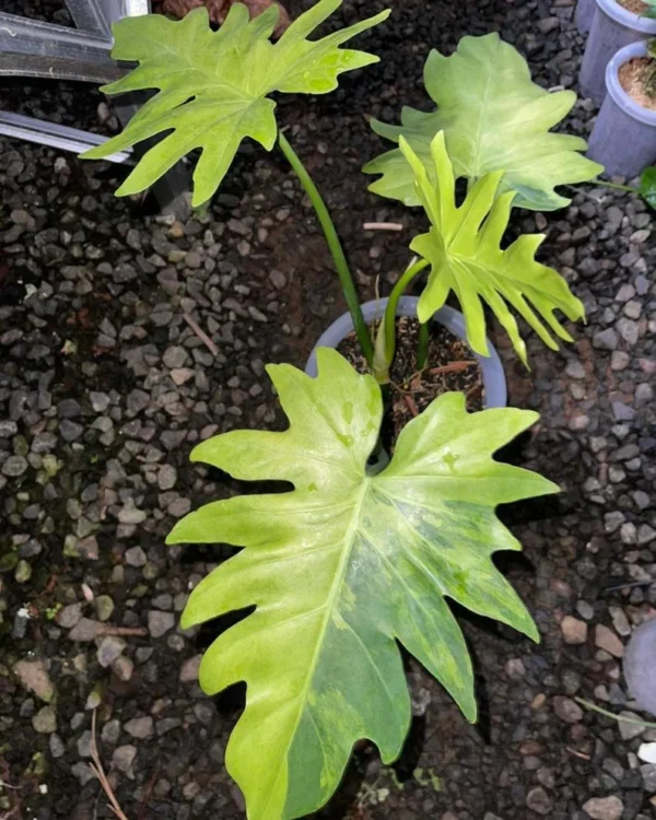 Philodendron Radiatum Aurea Variegated Rare