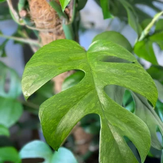 variegated rhaphidophora tetrasperma