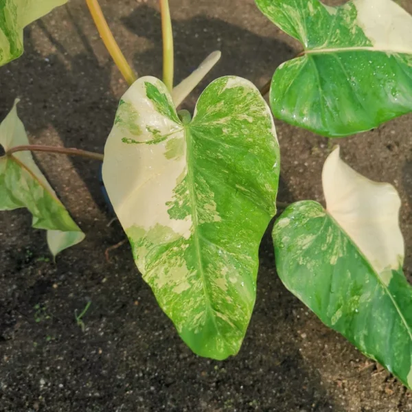 Buy philodendron domesticum variegated online