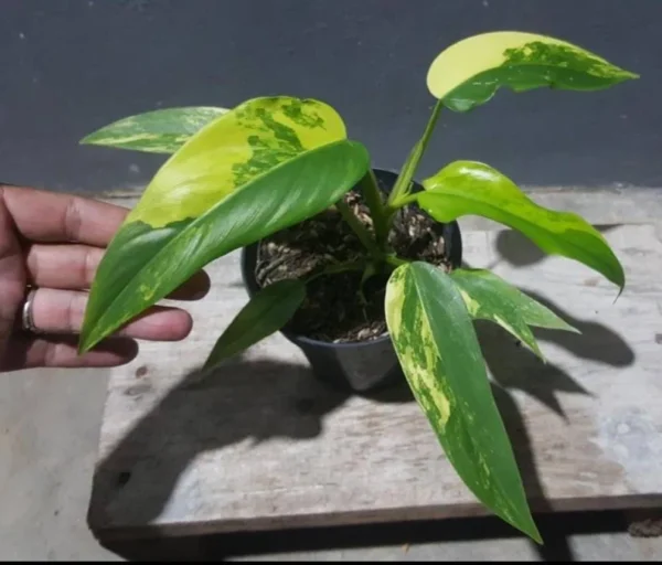 Rare Philodendron Domesticum Variegated Plant