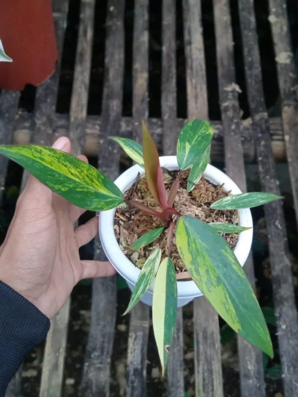 Philodendron Strawberry Shake Variegated - Free Phytosanitary