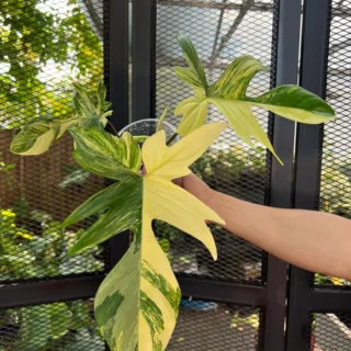 Philodendron Florida Beauty Variegated Fully Rooted