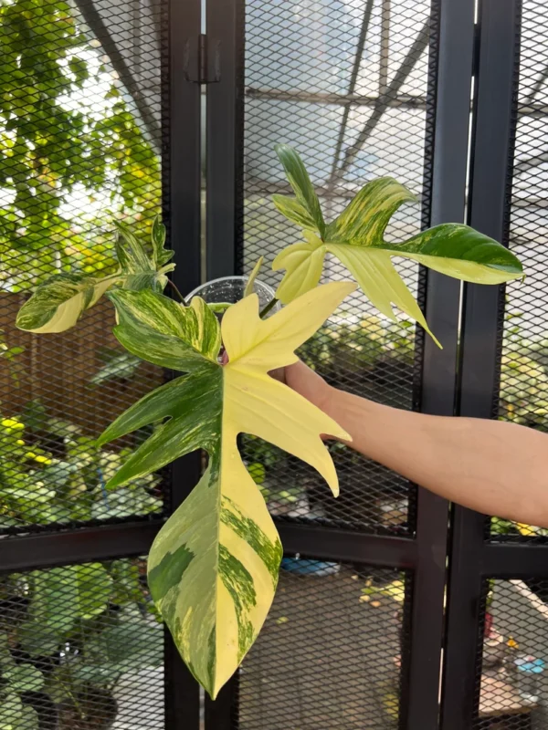Philodendron Florida Beauty Variegated Fully Rooted